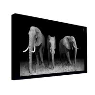 Quadro Decorativo 50x70 cm Elefante 031 com Moldura Laqueada Preto - Gran Belo