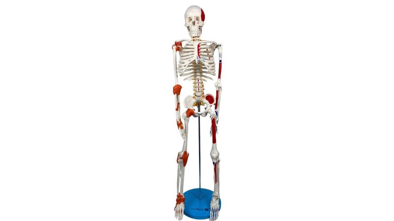Esqueleto 85 cm c/ Ligamentos, Inserções Musculares Suporte e Base  TGD-0112-AL