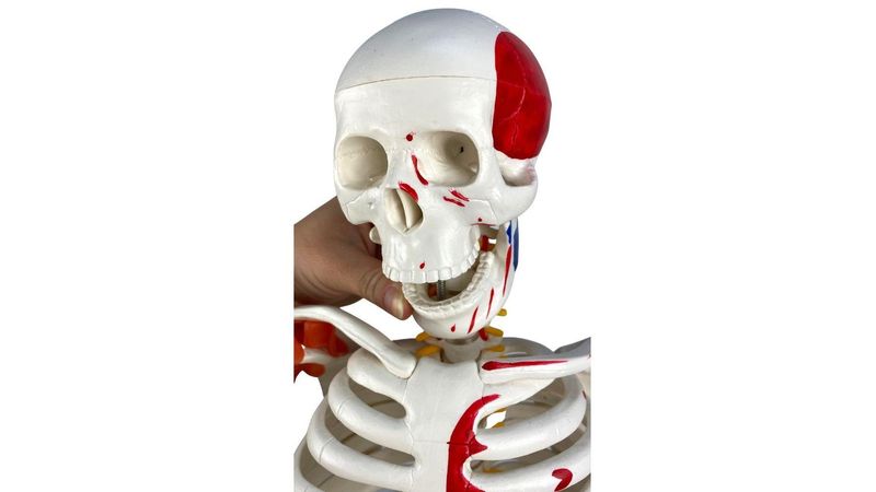 Esqueleto 85 cm c/ Ligamentos, Inserções Musculares Suporte e Base  TGD-0112-AL